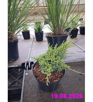 Juniperus squam. 'Holger' C 2 L